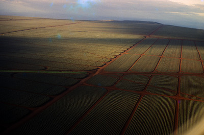 pineapple fields lanai 1979_Iraphne R. Childes
